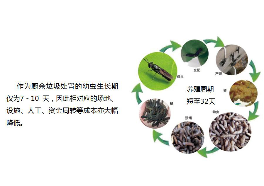 黑水虻怎么處理餐廚垃圾？